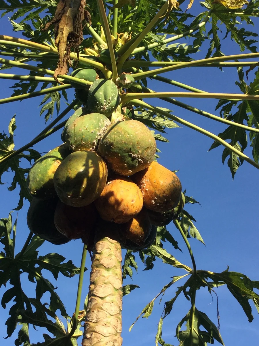 some fungal virus on all papaya trees this season 1200